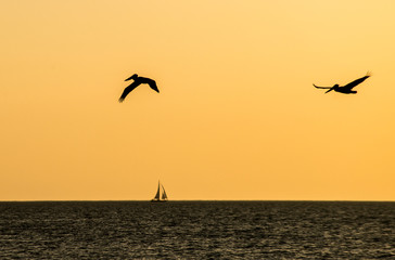 Obraz na płótnie Canvas Silhouettes of birds flying over water into a golden sky.