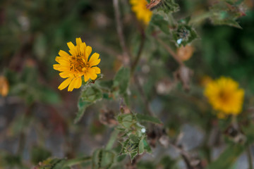 Yellow daisy background