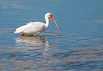 An adult White Ibis fishing for crabs in blue waters.
