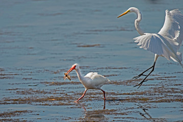 A White Ibis runs away from a Snowy Egret with his fish.