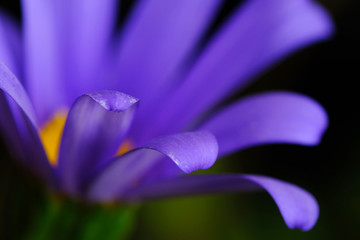 african daisy flower closeup