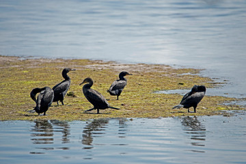 A flock of Cormorants stand on a sandbar together.