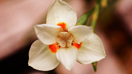 Naklejka premium Flor blanca