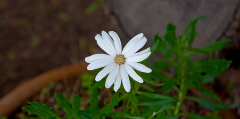 flor centrada