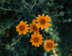 Bunch of yellow daisys