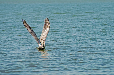 A Brown Pelican is weighted down with fish in his pouch.