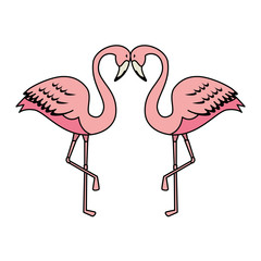 elegant flamingos birds couple