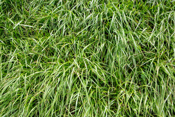 Lush, fast-growing diploid Italian ryegrass grown by farmers for nutritious rural stock feed and silage 