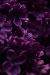 closeup of purple flower