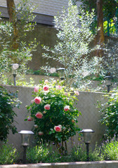 Obraz premium ばらのイメージ