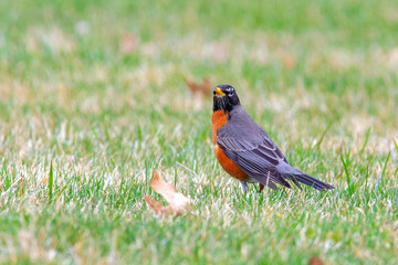 Bobbin American Robin 5431