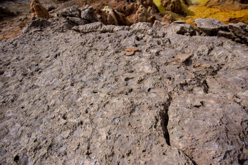 daroll in Ethiopian