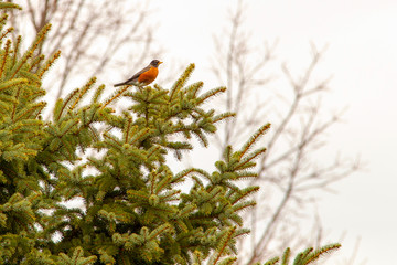American Robin in Blue Spruce 5423
