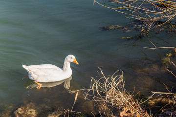 Duck swimming in a river