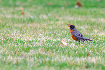 Bobbin American Robin 5432