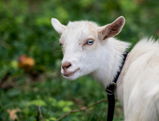 A little white goat head shot with a collar.