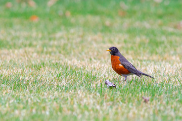 Bobbin American Robin 5434