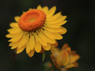 yellow flower