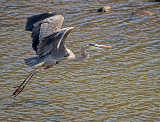 A Big Blue Heron fishes in the river for fish.