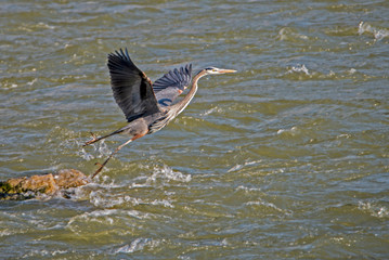 A Big Blue Heron fishes in the river for fish.