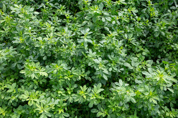 Lucerne is a perennial pasture legume grown by farmers as it is a quality stock feed