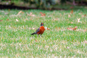 Bobbin American Robin 5447