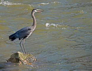 A Big Blue Heron fishes in the river for fish.