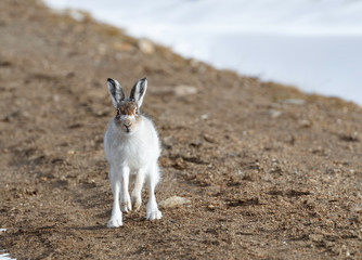Spring hare