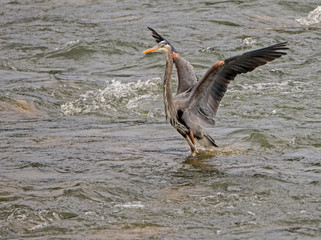 A Big Blue Heron fishes in the river for fish.