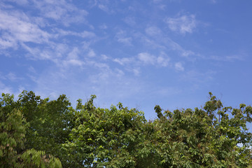 Green tree top line over blue sky and clouds background in summer