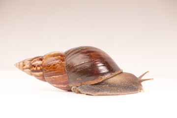 Snail (Amphidromus)
