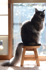 黒メインクーン