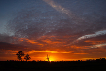 Obraz premium once in a life time sunset in Australia with sillhouettes of trees, Cobram, Victoria, Australia