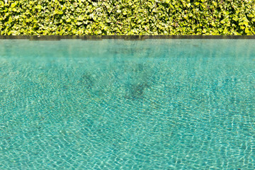 Green leaf background vine wall with Green swimming pool rippled water detail.
