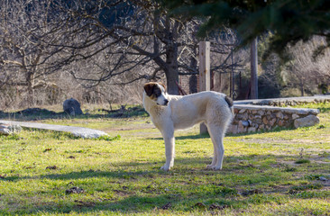 Fototapeta premium The white dog with brown ears standing on the lawn