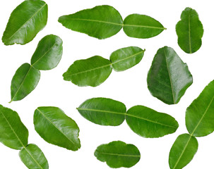 Obraz premium kaffir lime leaves on white background