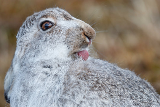 Spring hare
