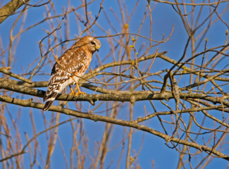 A Cooper's Hawk watching the fields for prey.