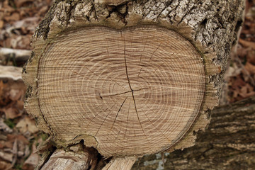 Tree Growth Rings