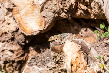 Lizard sitting on a tree close up in a sunny day