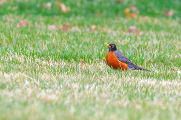 Bobbin American Robin 5470