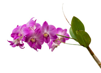 Fototapeta na wymiar pink orchid fresh flowers on white background