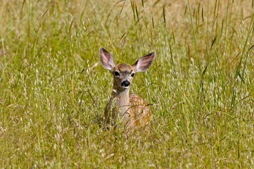 fawn in grass