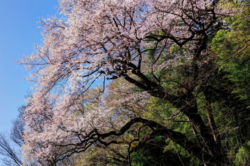 北本のエドヒガンザクラ