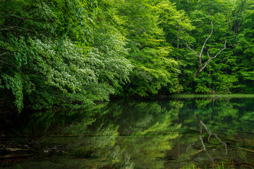 The fresh green of Aomori Prefecture Hakkoda