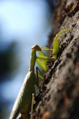 カマキリ
