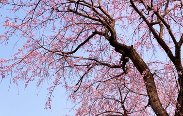 さくら　満開　茨城