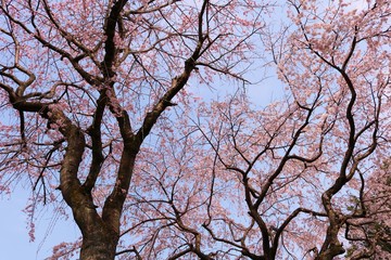 さくら　満開　茨城