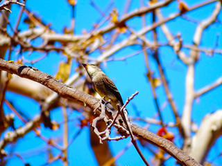 Bird and branch of tree