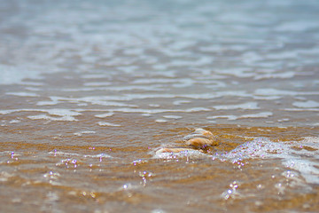 beautiful ornate shell lies on the shore of the sea, turquoise waves lapping on the shore.